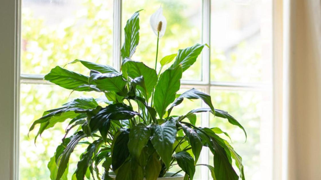 Spathiphyllum