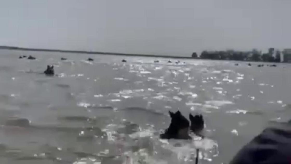 Тонущие лошади в ЗКО