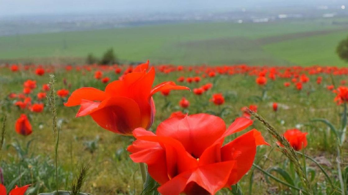 Дикие тюльпаны Грейга