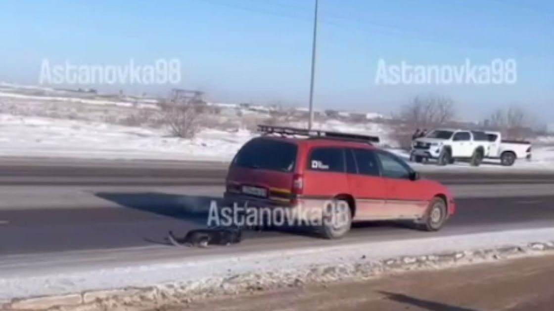 Водитель тащит привязанную к авто собаку