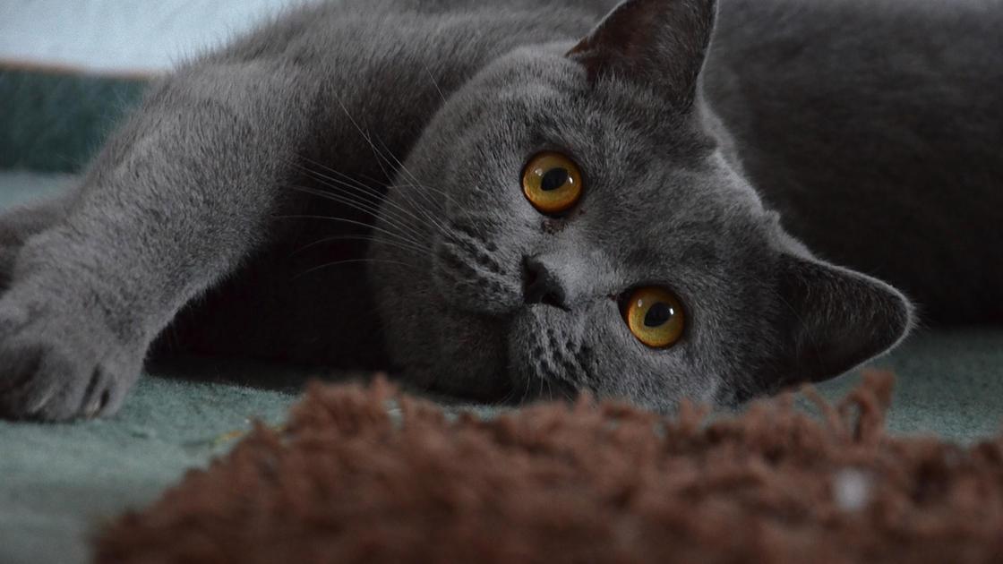 Серый британский кот лежит на ковровом покрытии и вытянул лапы в сторону