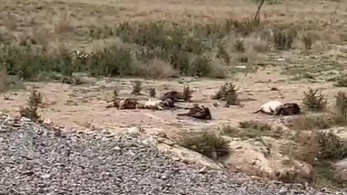 Туши в Кызылагаше