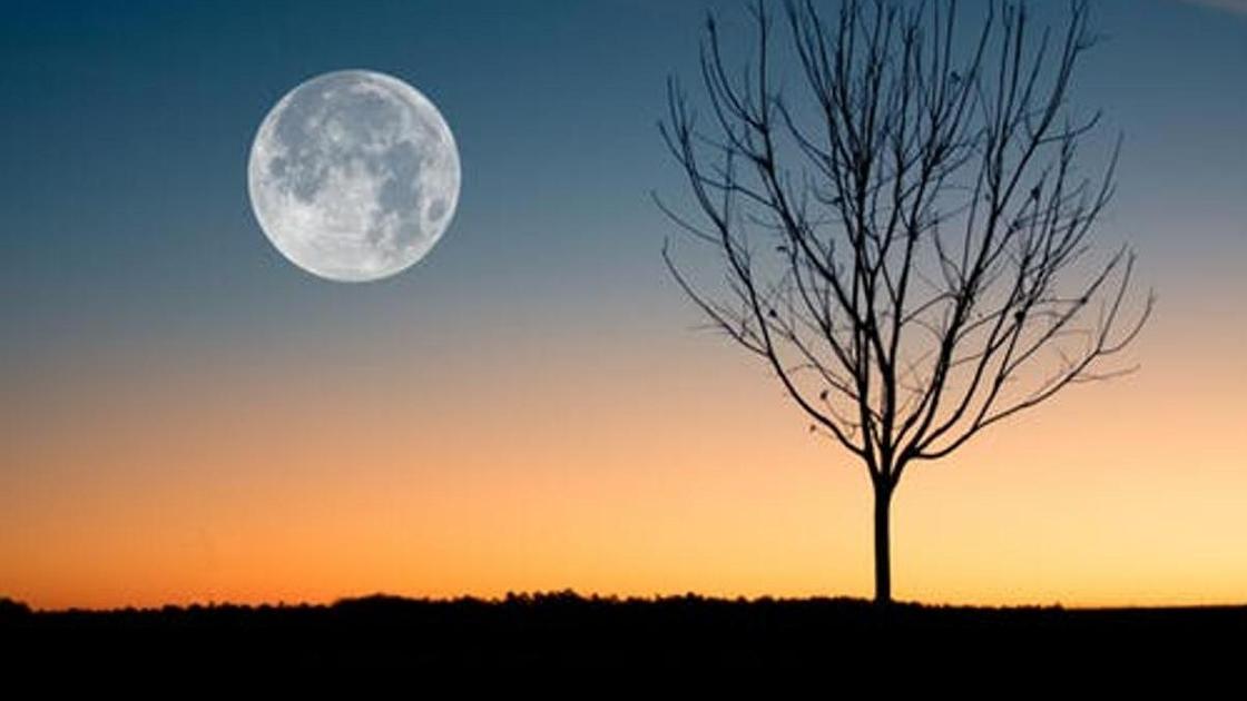 луна и дерево