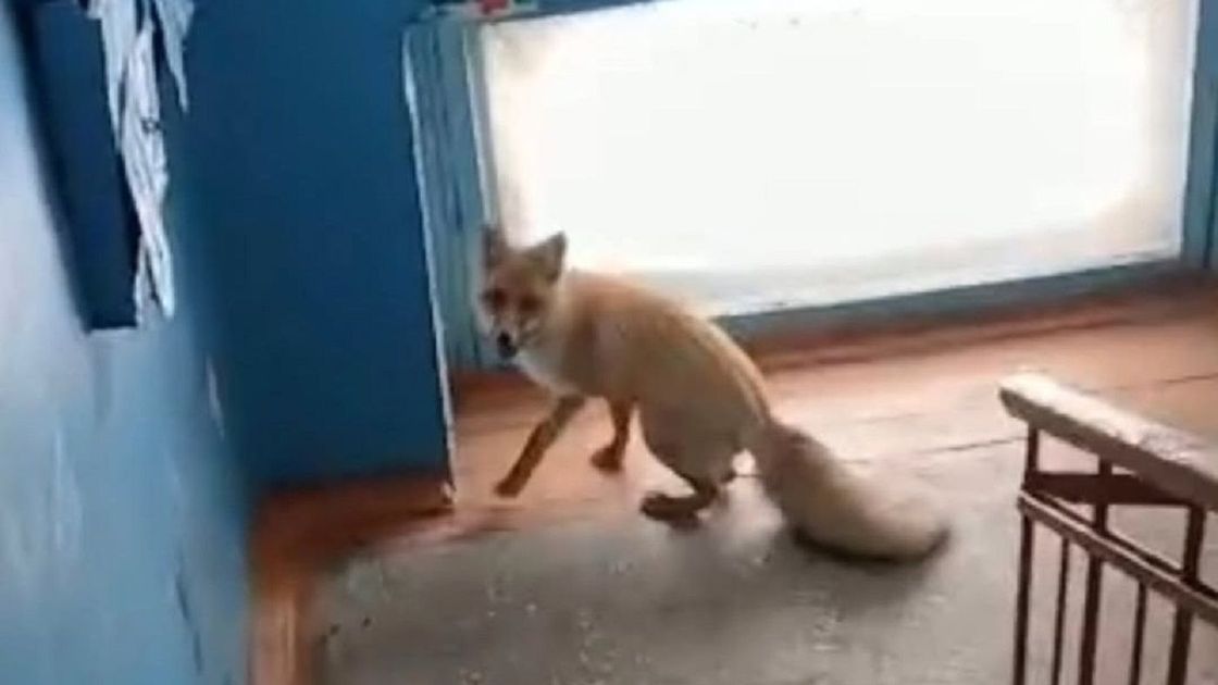 Лиса в подъезде