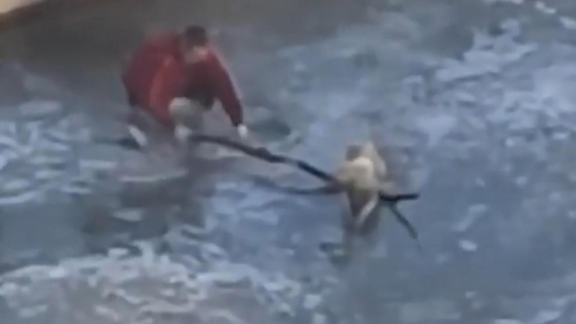 Мужчина пытается вызволить собаку на реке Есентай