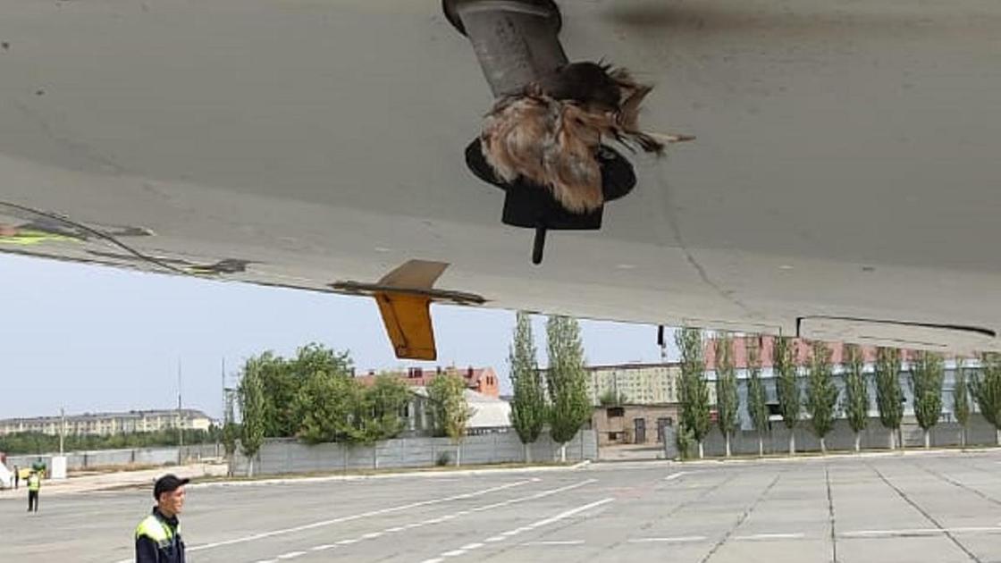 Птица попала в датчик самолета
