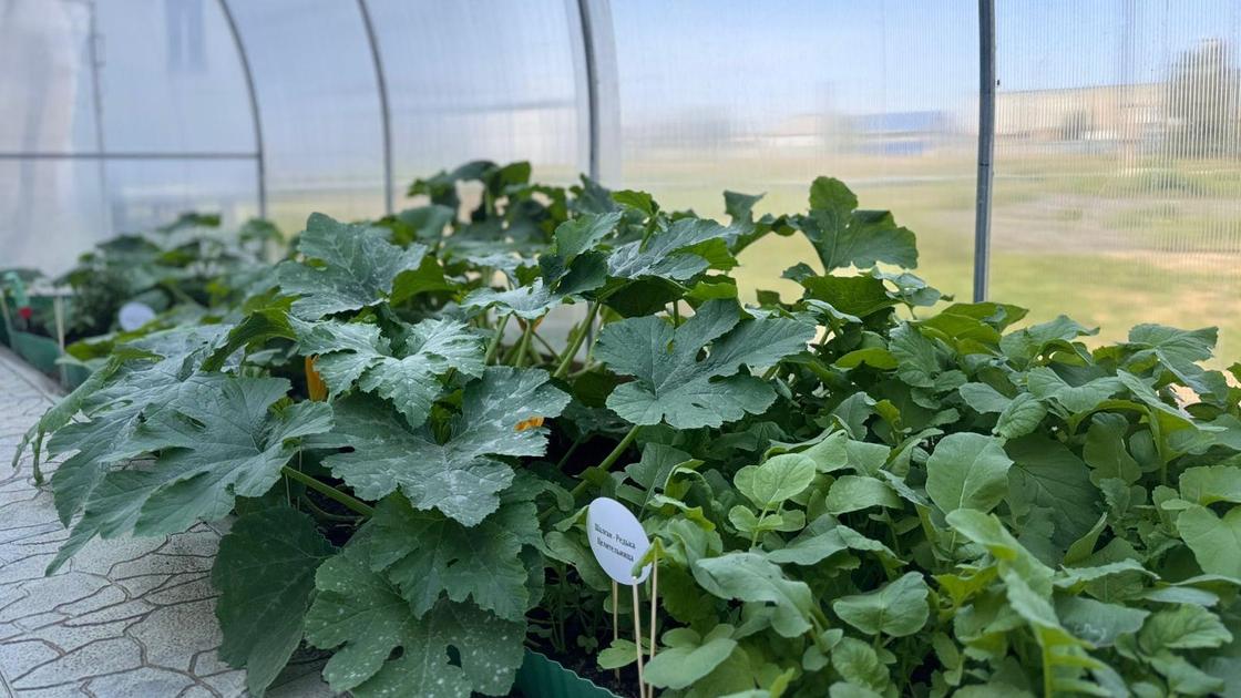 "Зеленая лаборатория"