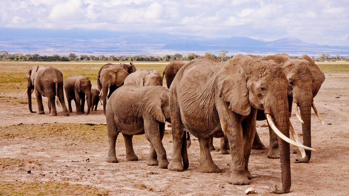 Слоны на прогулке