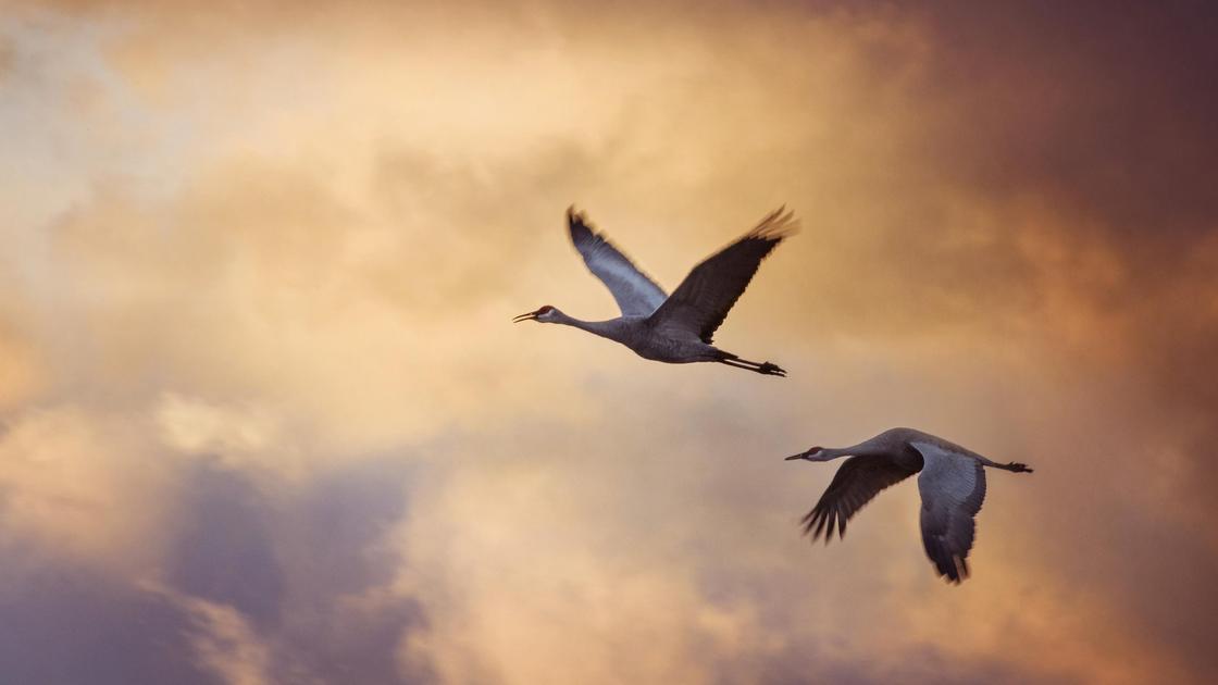 Две птицы летят на фоне закатного неба