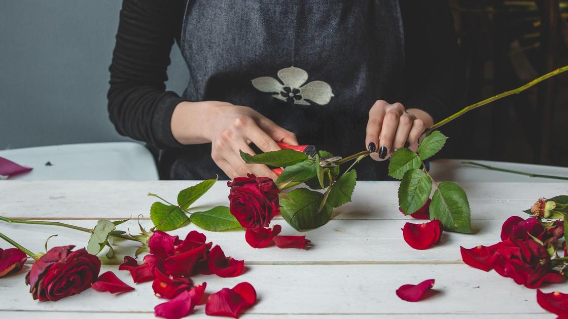 Женщина вырезает секатором из букета красных роз черенки. На столе лежат розы и расспыанные лепестки