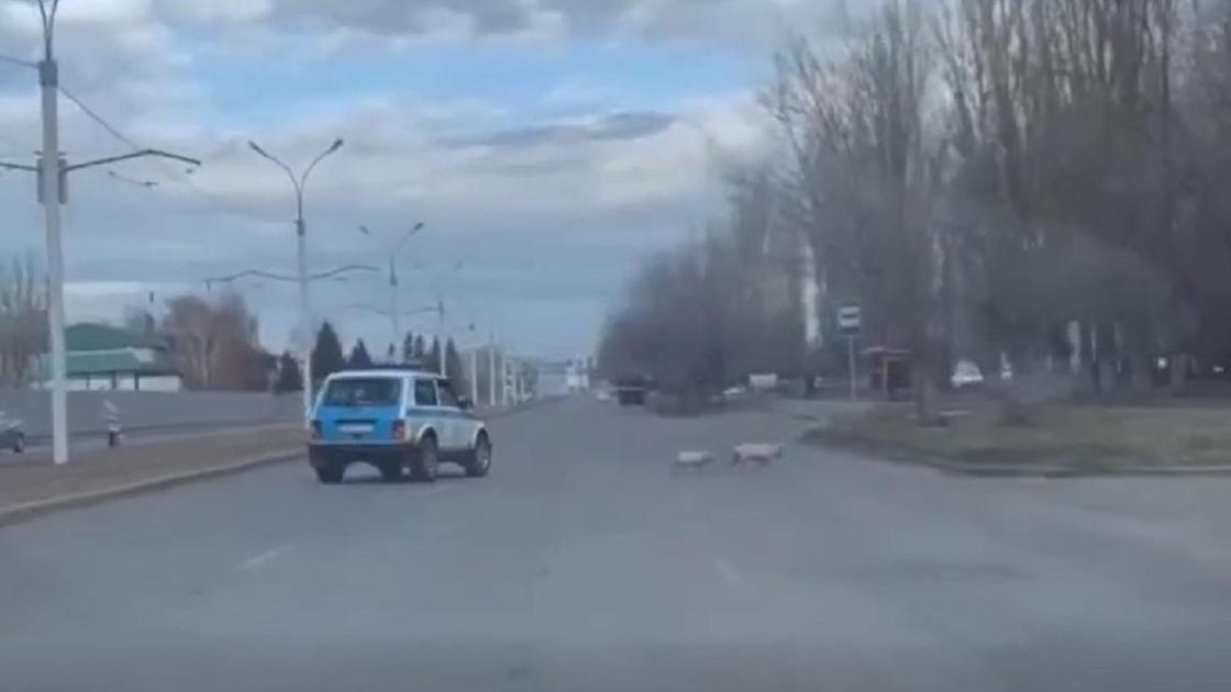 Свиньи бегают в Усть-Каменогорске