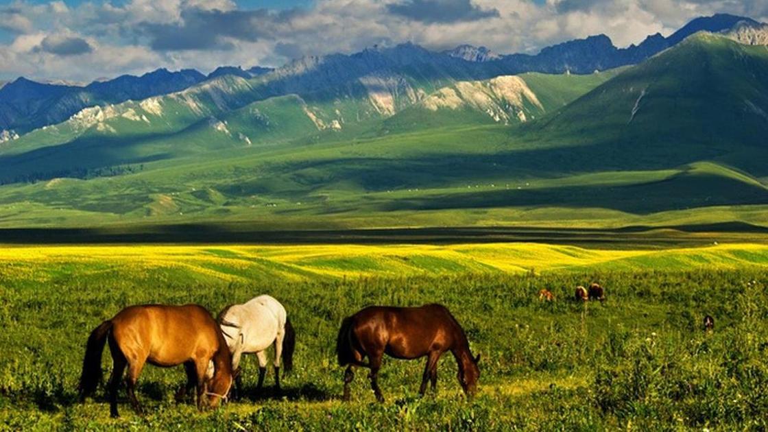 какие животные живут в казахстане. Смотреть фото какие животные живут в казахстане. Смотреть картинку какие животные живут в казахстане. Картинка про какие животные живут в казахстане. Фото какие животные живут в казахстане
