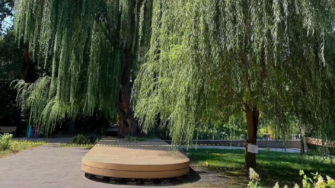 Ива в Ботаническом саду Алматы