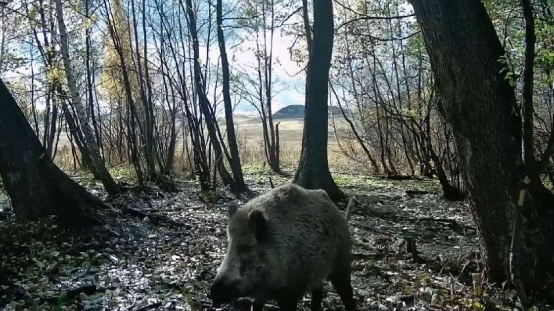 Кабан