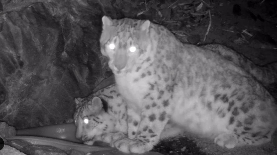 Снежные барсы