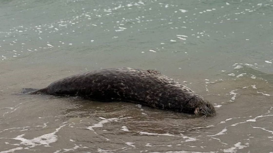 Туша мертвого тюленя