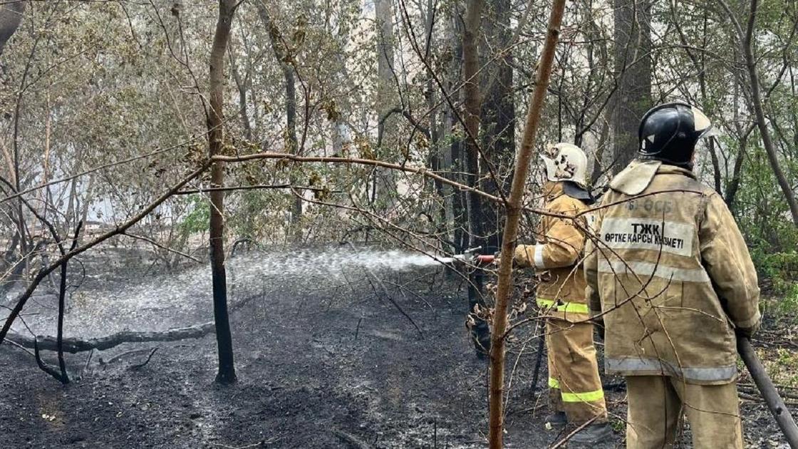 Пожарные тушат деревья в лесу