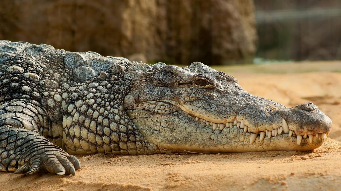 Крокодил отдыхает в вольере зоопарка