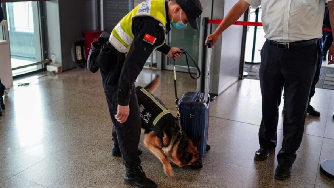 Служебная собака проверяет чемодан пассажира