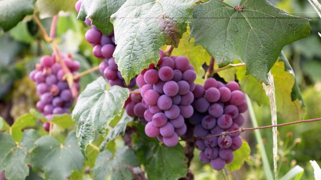 Как правильно обрезать виноград весной?