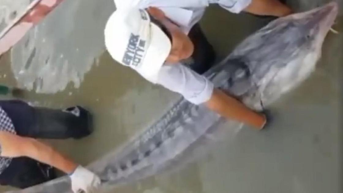 Рыбаки держат пойманную белугу на руках