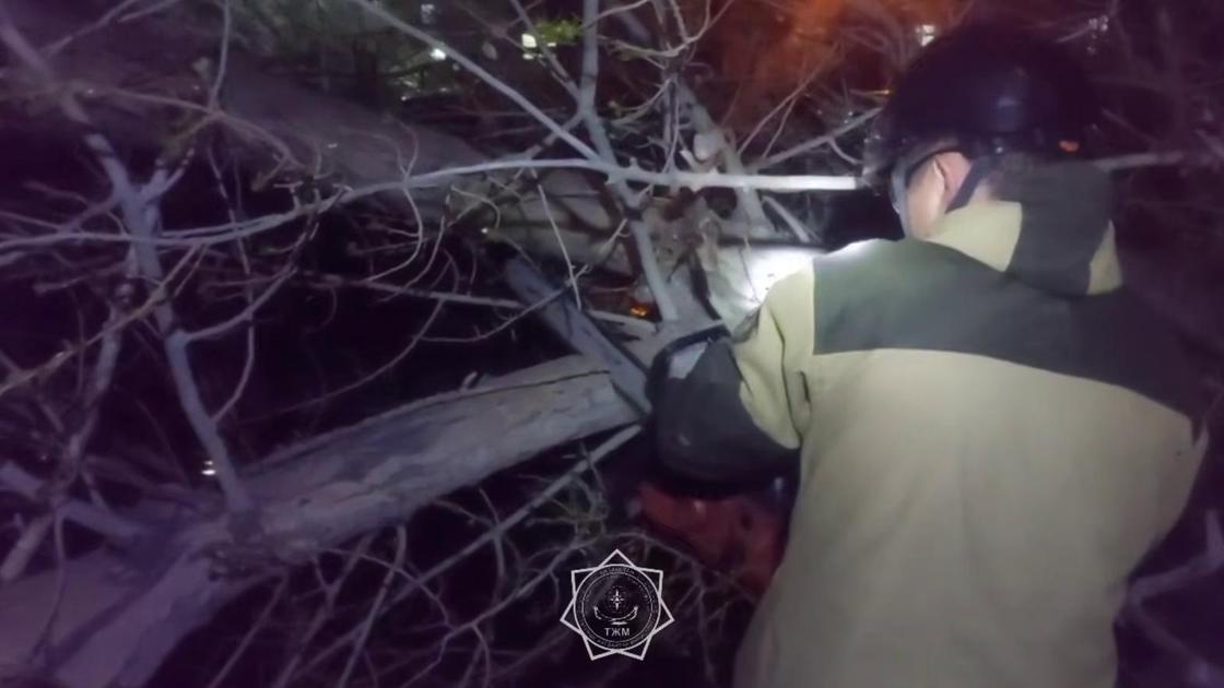 Упавшее дерево