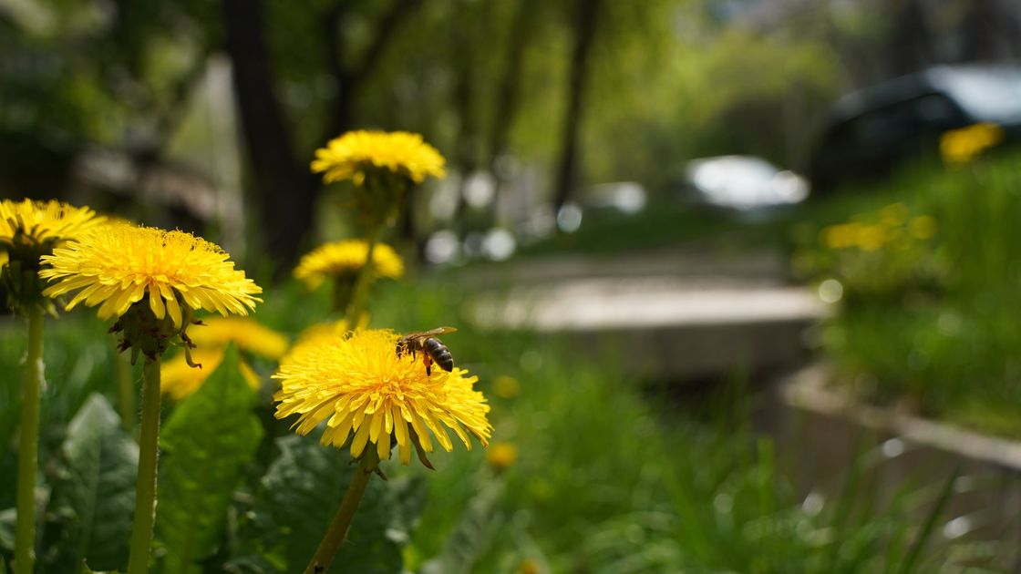 бақ-бақ гүлі