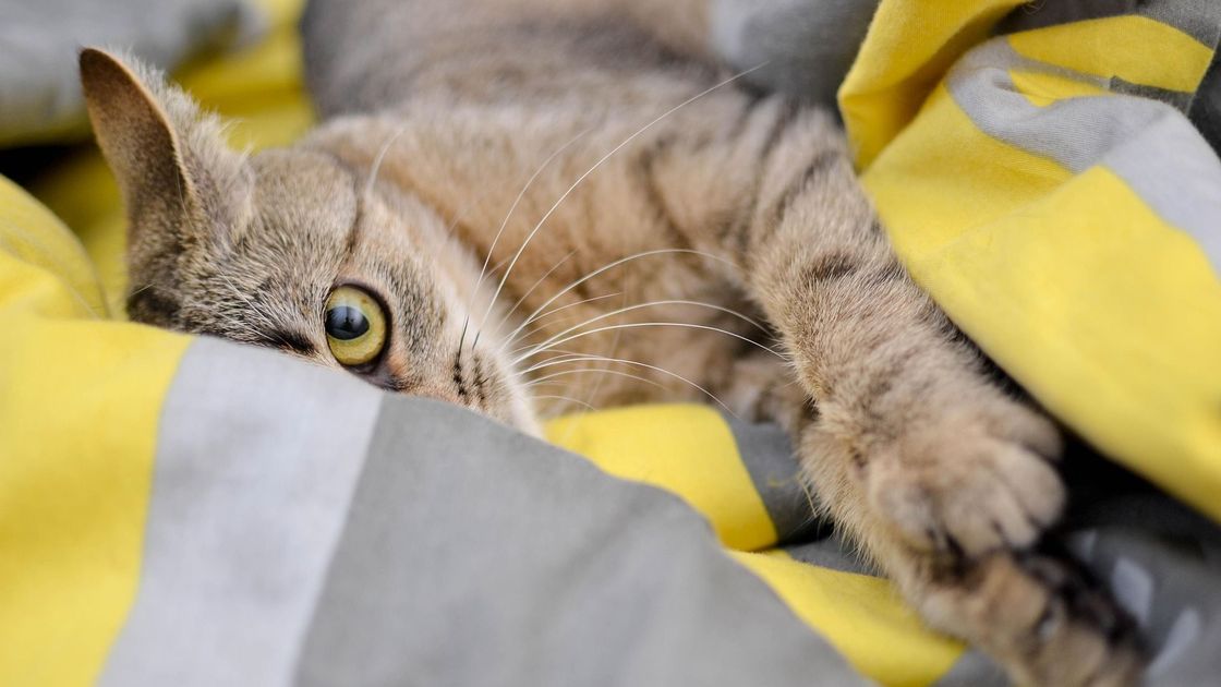 Кот