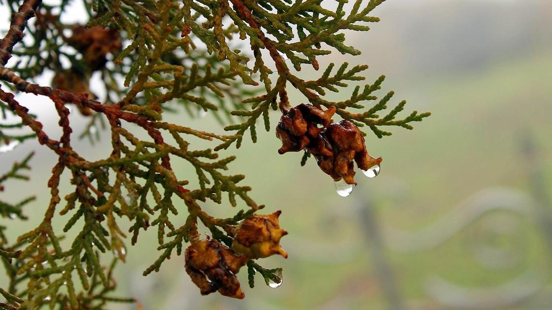 жаңбырлы күн