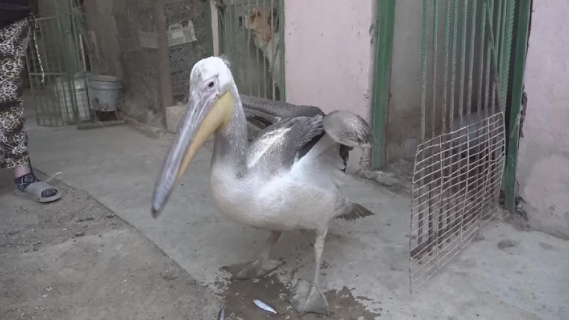 Пеликан, найденный на берегу моря в Актау