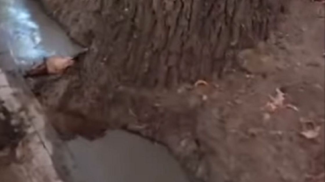 Дерево забетонировали в Алматы