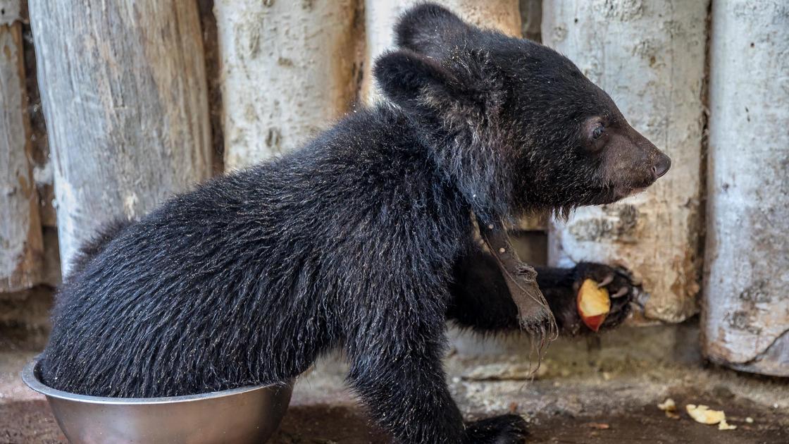 Медвежонок ест яблоко, сидя в миске