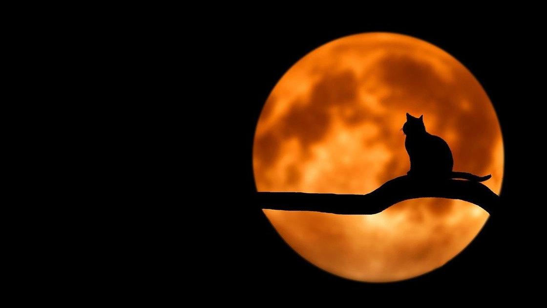 кот сидит на ветке при Луне