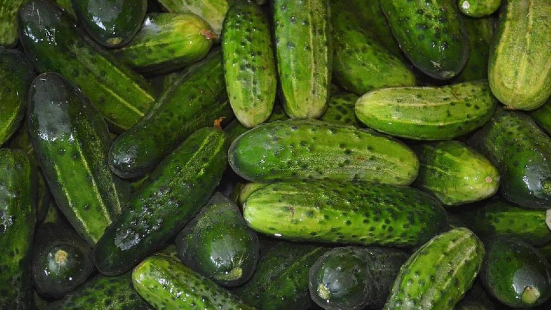 Замачивание огурцов