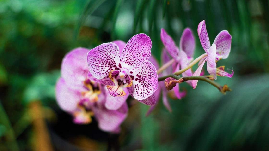 květy orchidejí