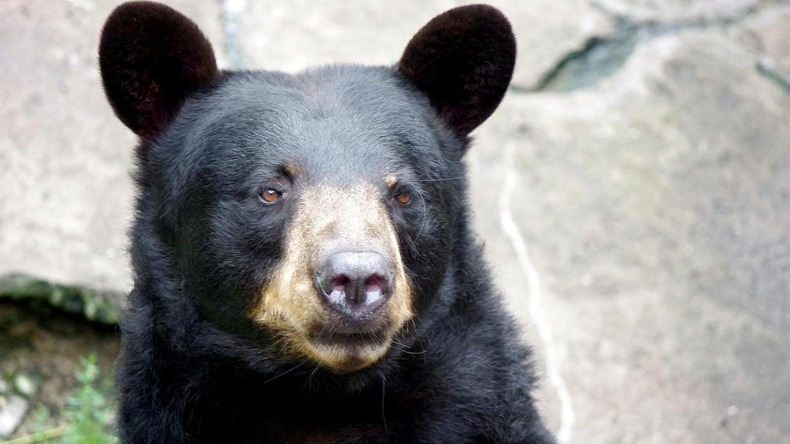 изображение черного медведя
