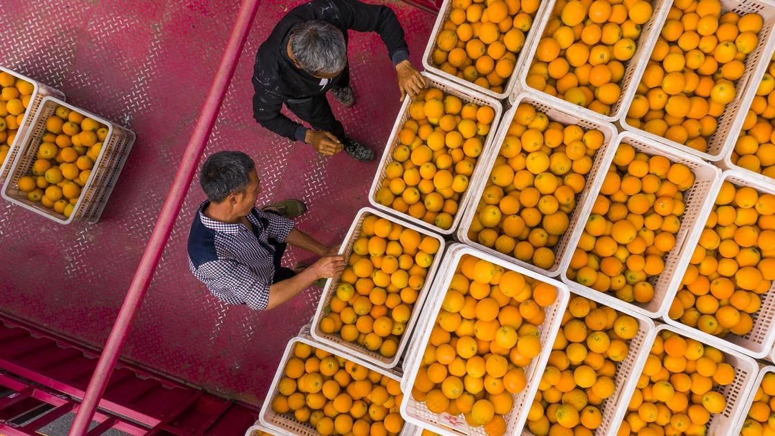 Двое мужчин стоят возле ящиков с апельсинами
