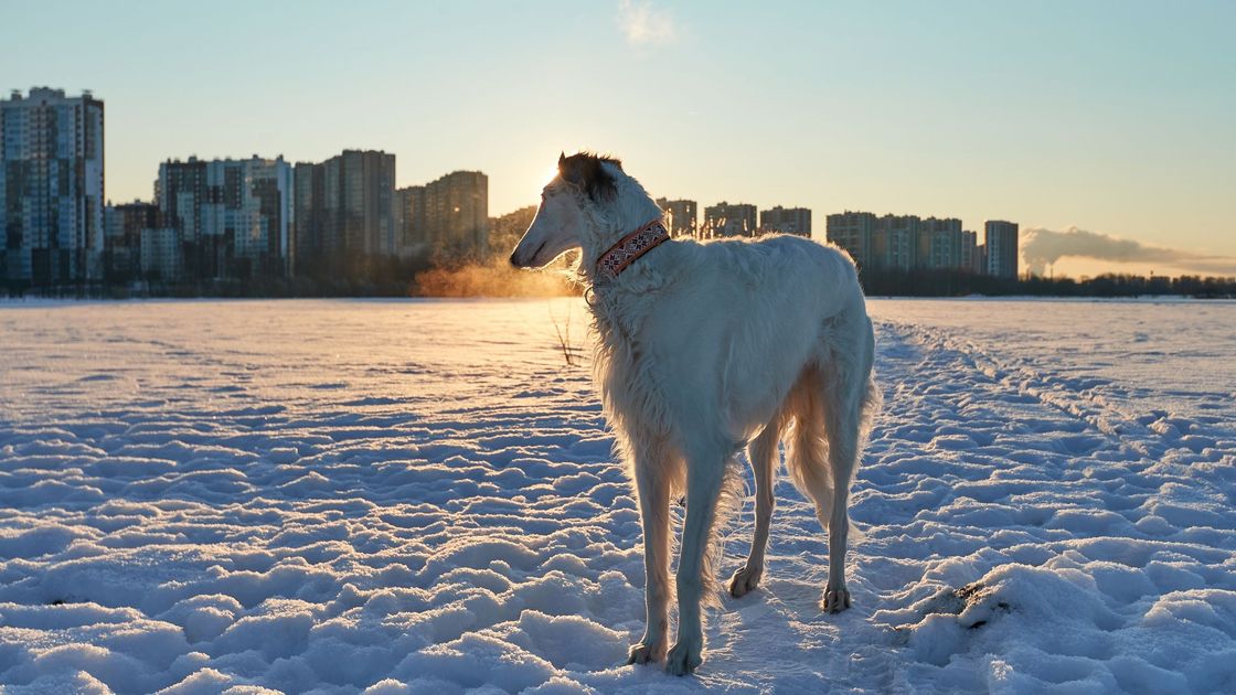 Қарлы дала