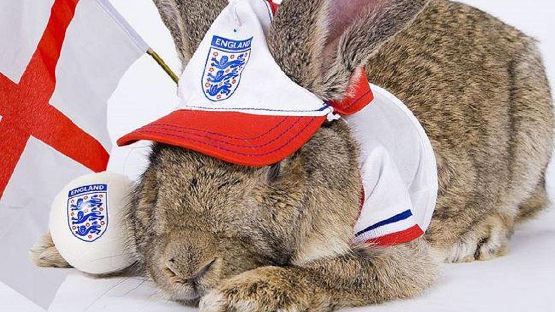 Кролик в кепке Англии