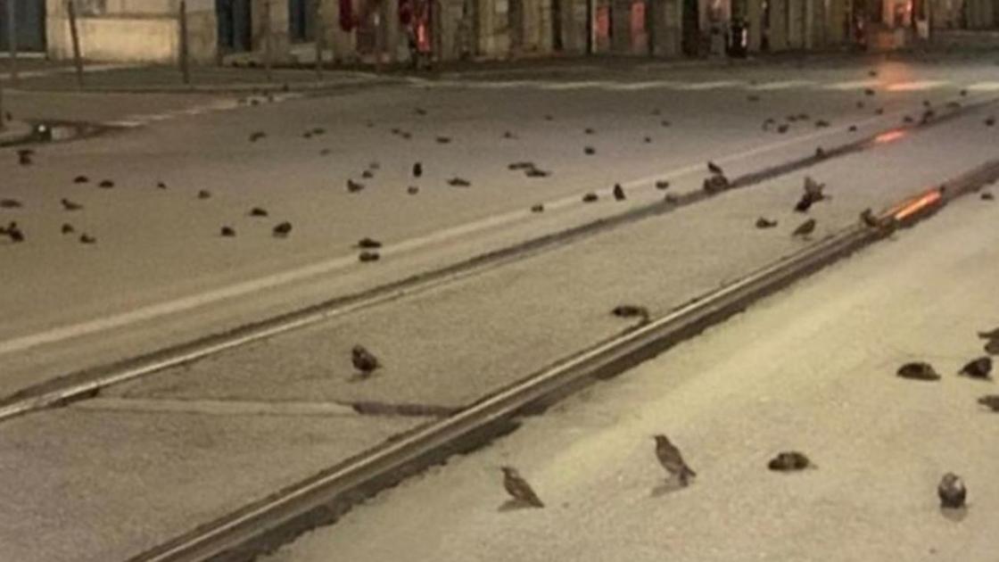 Мертвые птицы лежат на дороге