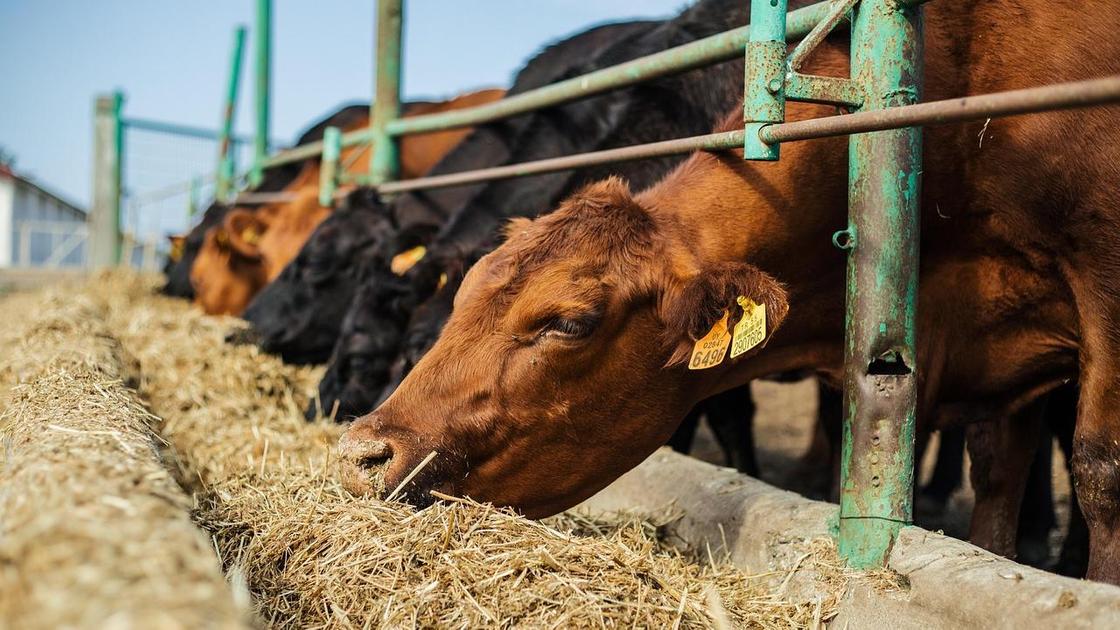 Коровы едят сено
