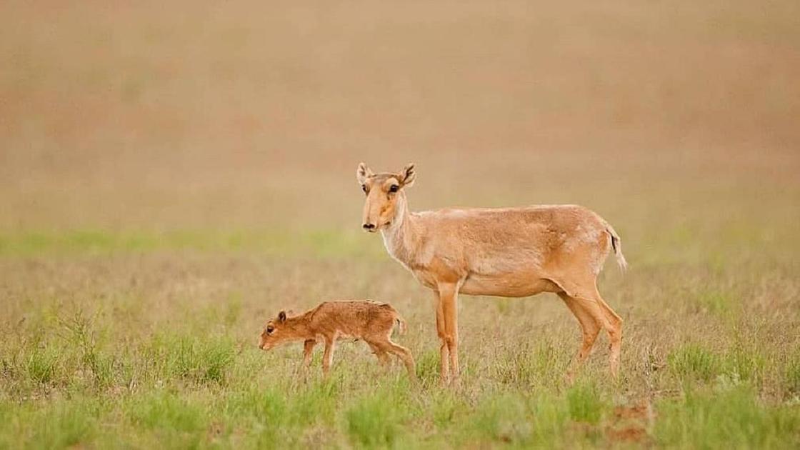 Сайгаки в степи