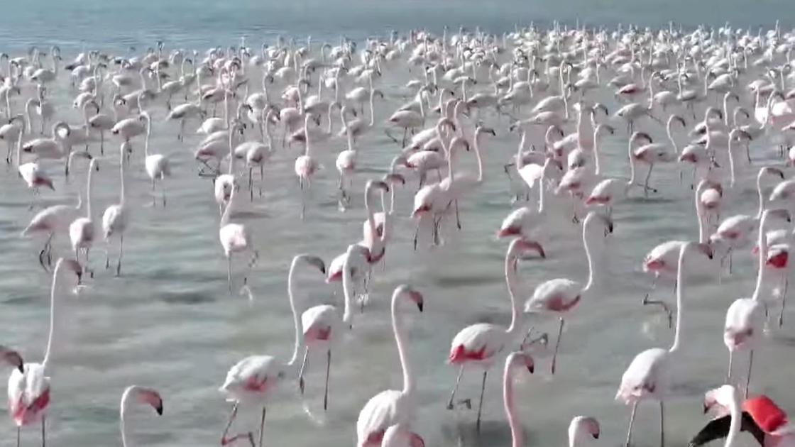 Фламинго бегут по воде