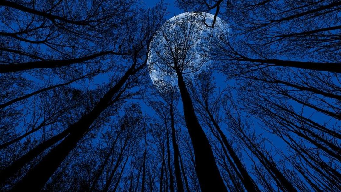 Луна среди деревьев Луна среди деревьев