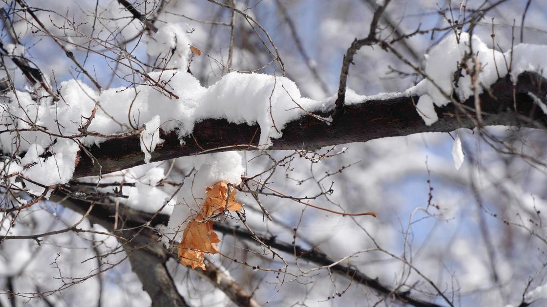 Снег на ветках дерева