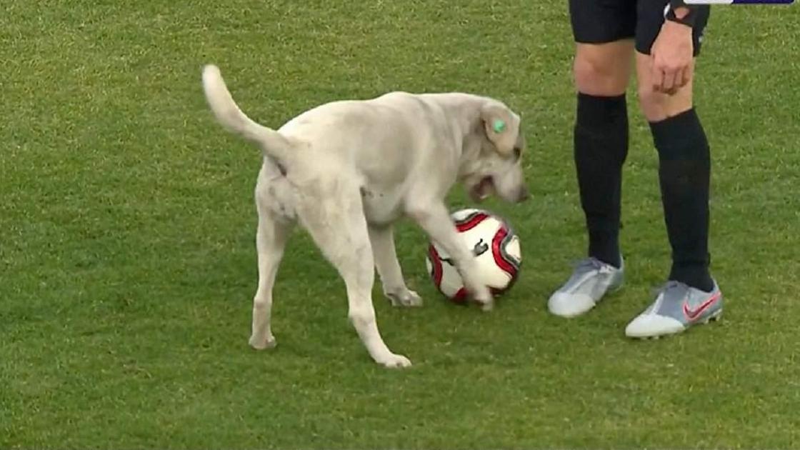 Собака на футбольном поле