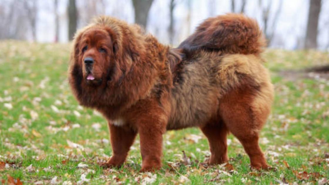 Tibetský doga