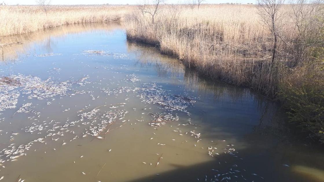 Мертвая рыба в реке Мертвая рыба в реке
