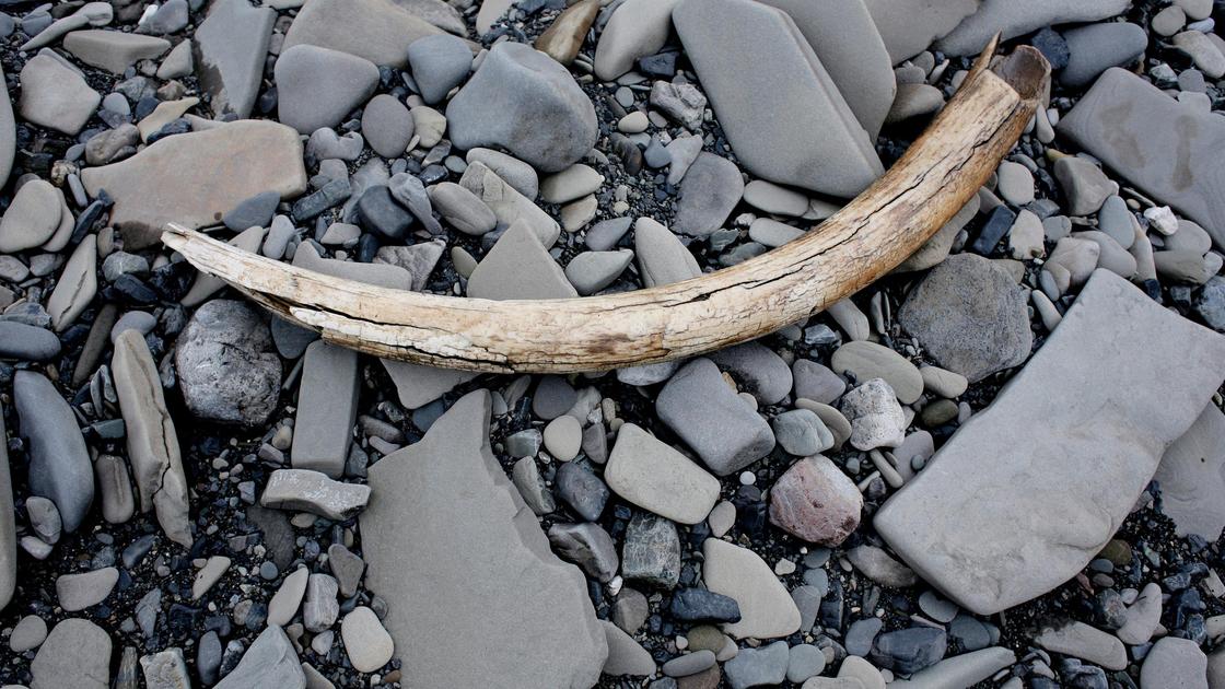 Бивень мамонта, найденный на Аляске