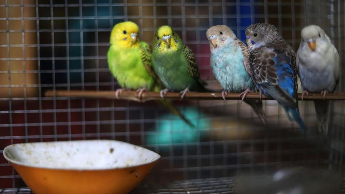 Пять попугаев сидят на жердочке в клетке для птиц